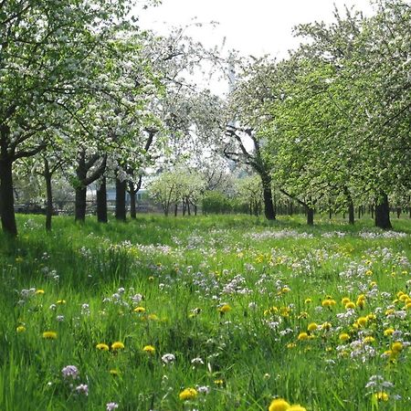 Ferienwohnung Zwischen Rhein Und Schwarzwald Bischweier Zewnętrze zdjęcie