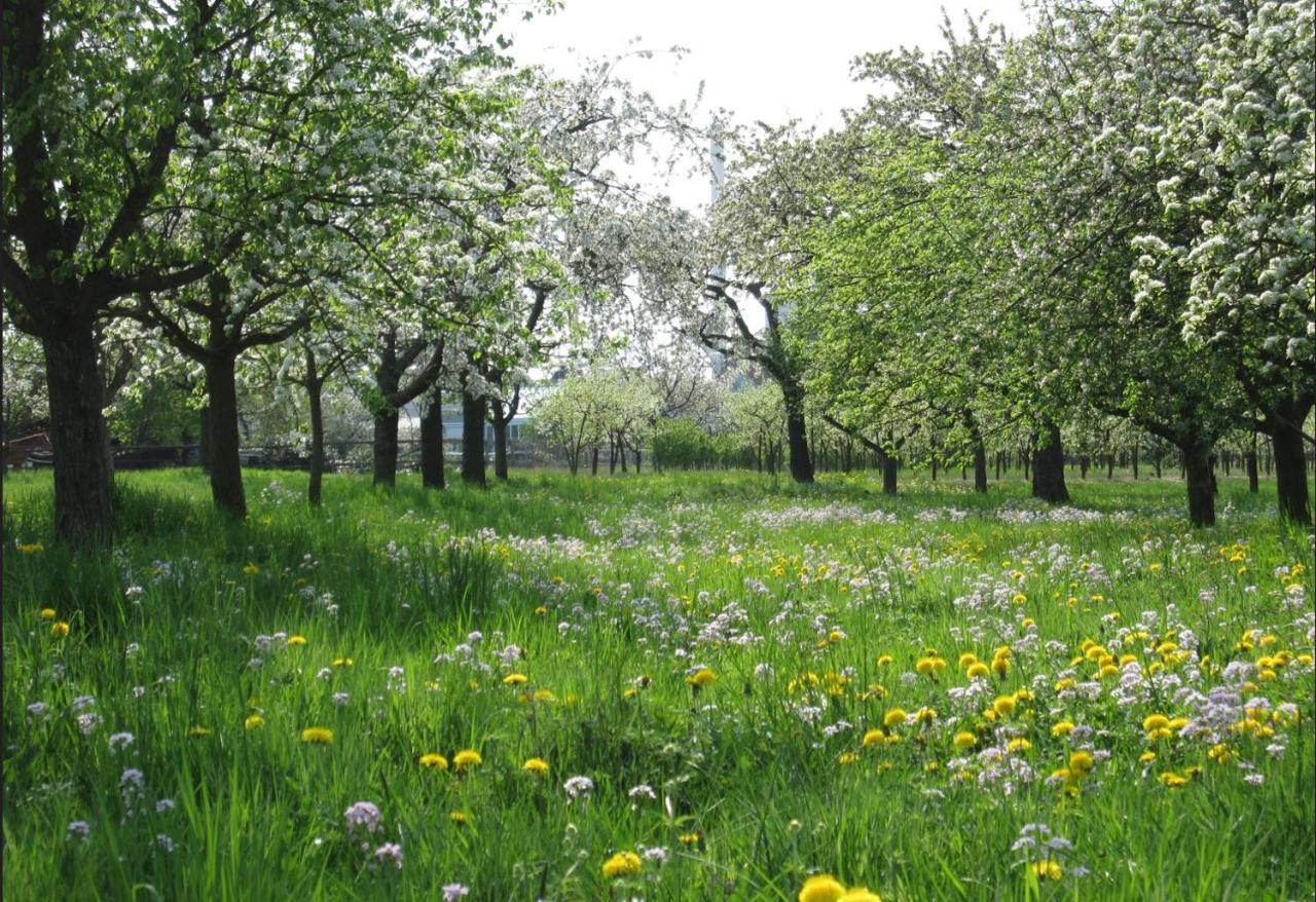 Ferienwohnung Zwischen Rhein Und Schwarzwald Bischweier Zewnętrze zdjęcie